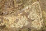 Dinosaur Tendons and Bones in Sandstone - Wyoming #228059-5